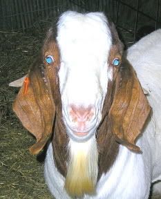 He's Home (At my cousins') :) - Goats