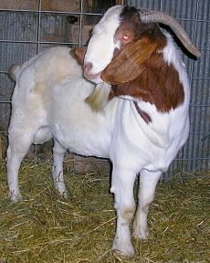 He's Home (At my cousins') :) - Goats