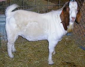 He's Home (At my cousins') :) - Goats