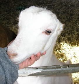 Low maintenance goats recommended for newbies? - Goats