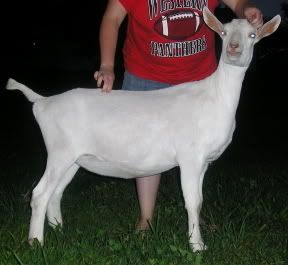 How big should she be???? - Goats