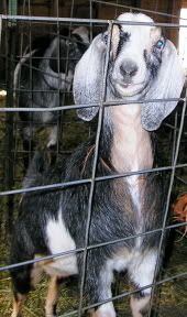 Dazzle is for sale... - Goats