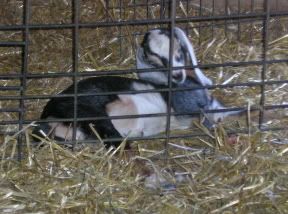 Some pictures of my single Saanen - Goats