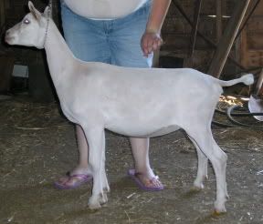 Some pictures of my single Saanen - Goats