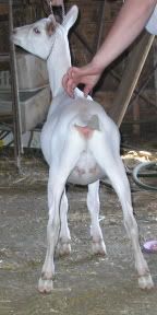 Some pictures of my single Saanen - Goats