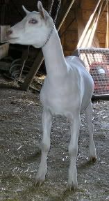 Some pictures of my single Saanen - Goats