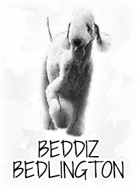 BeddiZ New Noise