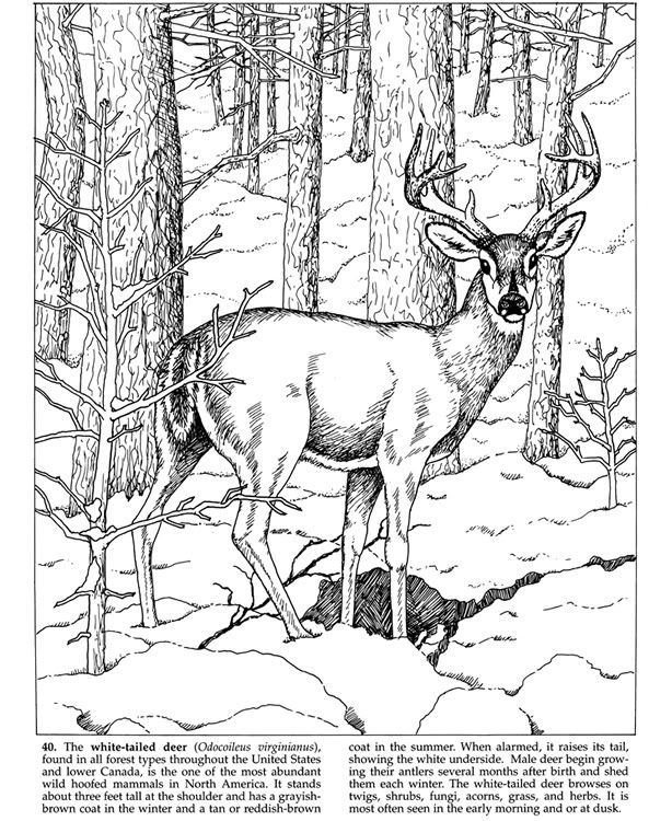 From: Forest Animals Coloring Book Pictures, Images and Photos