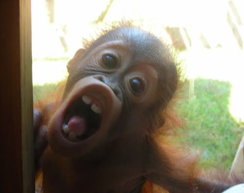 Surprised Monkey Face
