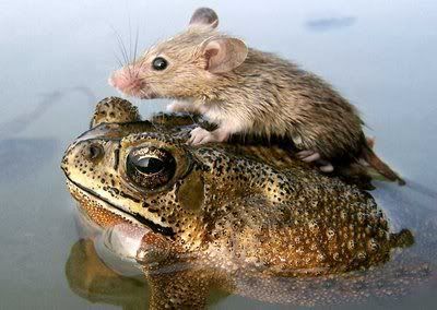 mouse_and_frog_2.jpg