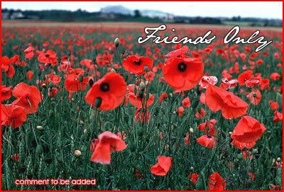 Red Flowers by sireesanwar