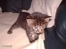 [IMG]http://i11.photobucket.com/albums/a183/LauraBrinks/4cee8680.jpg[/IMG]