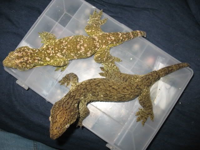 leachies013.jpg