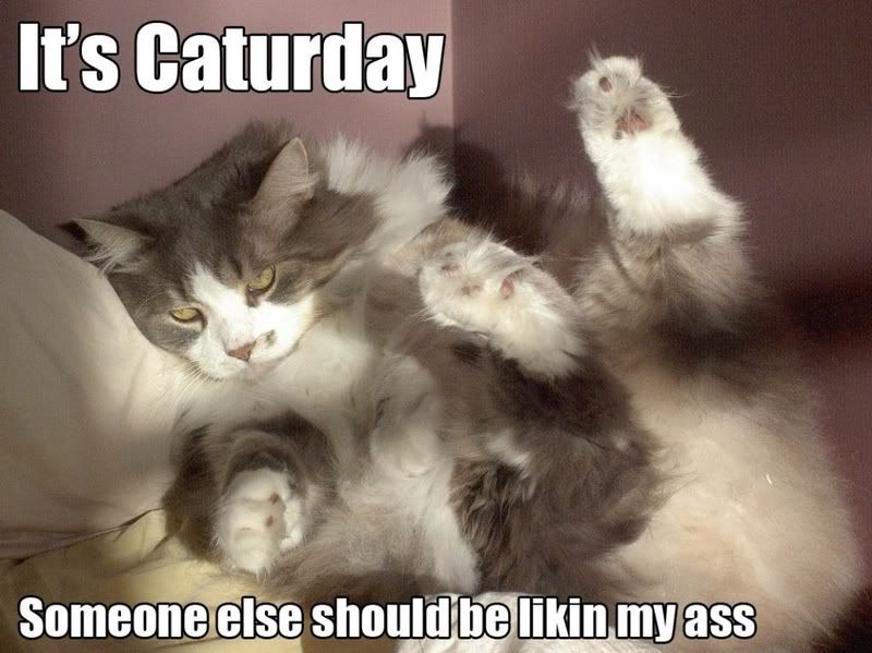 caturday Pictures, Images and Photos