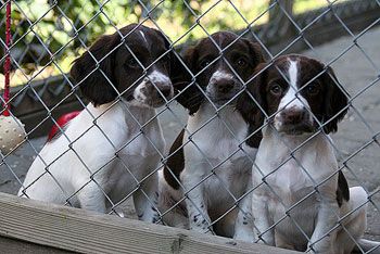 CharlieChessogCittaihundegaringrd20070720_zps8c783ab0.jpg