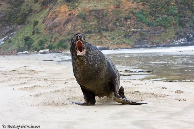 IMAGE: http://i11.photobucket.com/albums/a184/boneywhitefoot/October%20trip%20south/october_.jpg