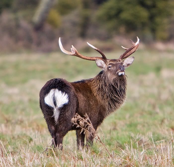 arrogant-sika-stag.jpg