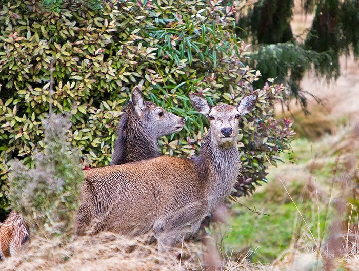 hind-and-fawn.jpg