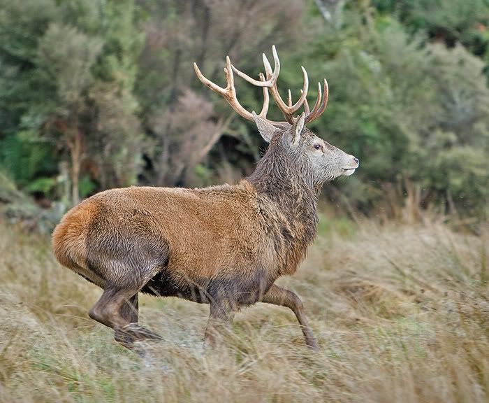 running-red-stag2web.jpg