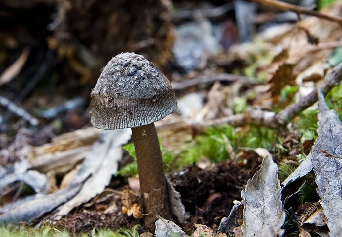 IMAGE: http://i11.photobucket.com/albums/a184/boneywhitefoot/mako/mushroom1web.jpg