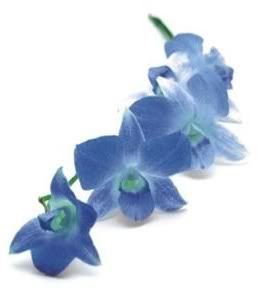 blue_orchids.jpg