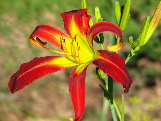 daylilyredribbons7272007.jpg Red Ribbons image by valleyrimgirl