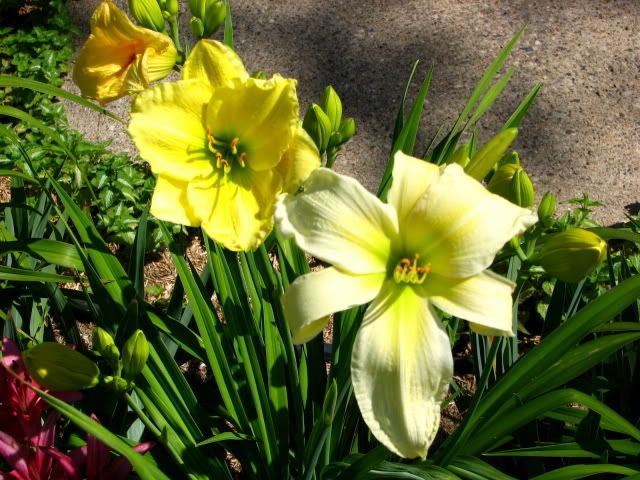 Daylily siloam joy photo