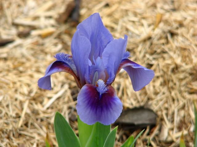 An Iris