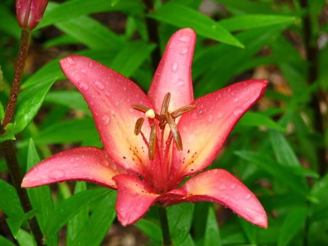 Royal Present Pictures, Images and Photos