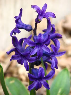 Blue Barlow Columbine