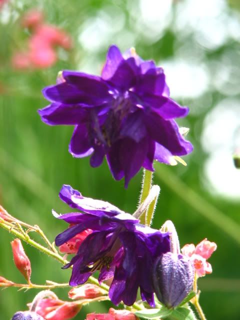 Blue Barlow Columbine