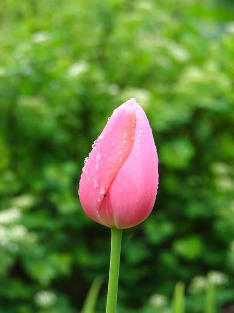 Renown (Single Late) Tulip