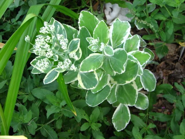 Frosty Morn Sedum