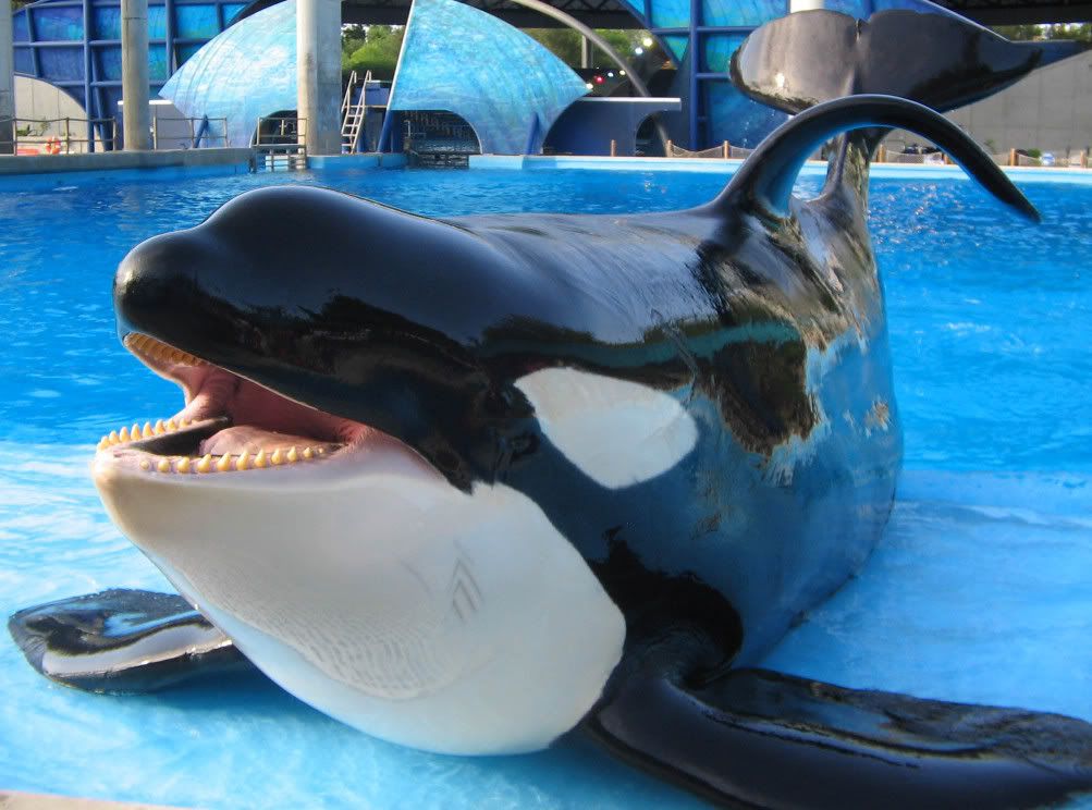 shamu.jpg