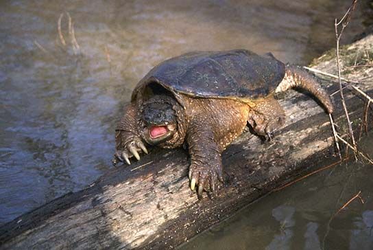 snapping20turtle.jpg