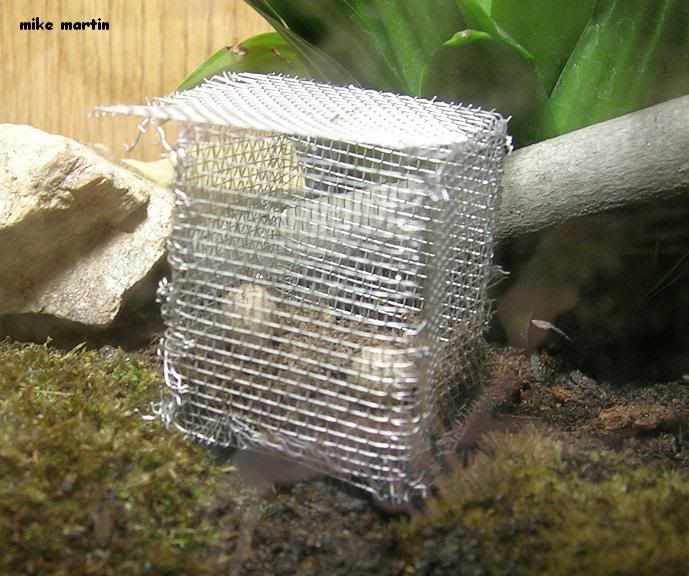 eggcube1.jpg