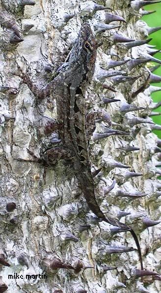 brownanole1.jpg