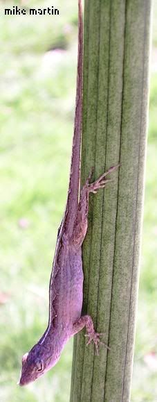 brownanole2.jpg