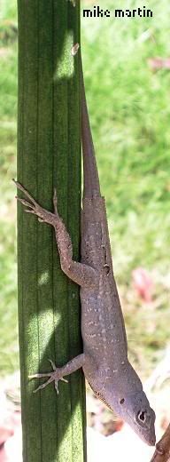brownanole3.jpg