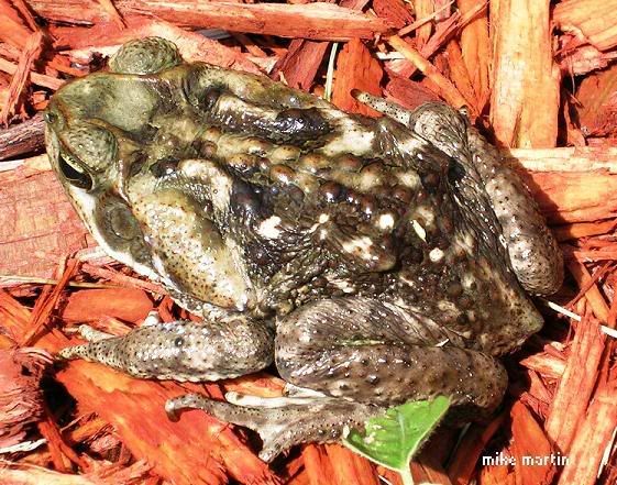 canetoad.jpg