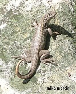 curlytail.jpg