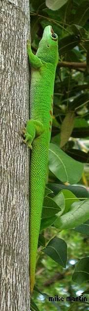 daygecko.jpg