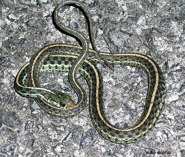 garter.jpg