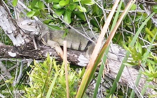 greeniguana.jpg