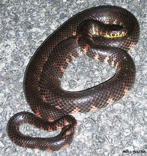 mudsnake1.jpg