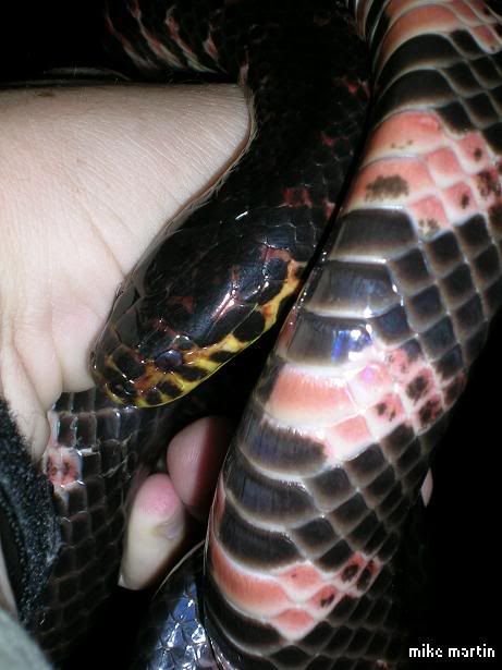 mudsnake2.jpg