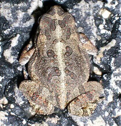 oaktoad.jpg