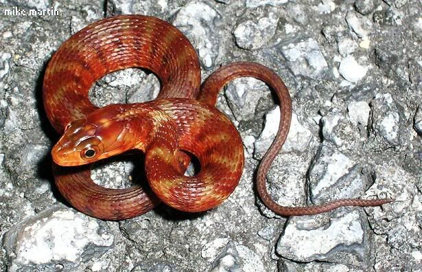 redphasefloridawaterneonate.jpg