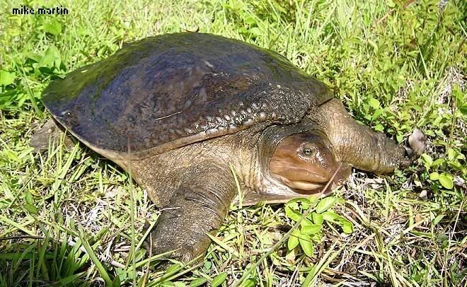 softshell.jpg