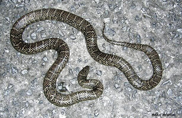 southfloridaking.jpg